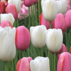 Tulip Flowers